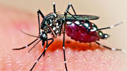 ডেঙ্গুতে মৃত্যু ছুঁল ৩০০
