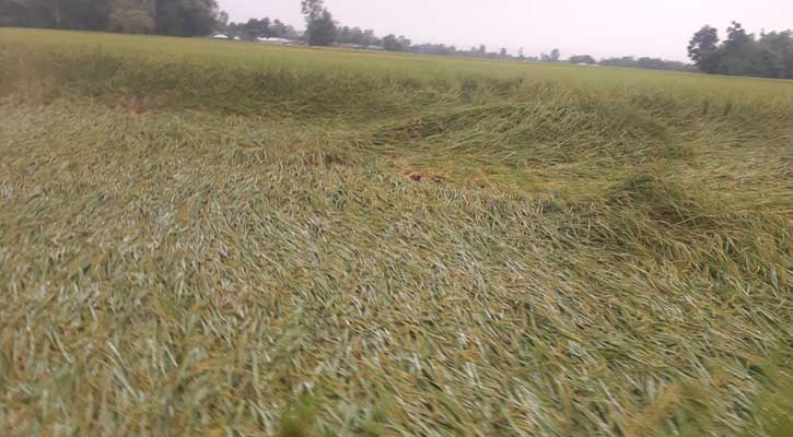 ঘূর্ণিঝড় দানার প্রভাবে নীলফামারী জেলায় ব্যাপক ফসলের ক্ষতি